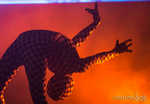 beyond2013-037-7B7A9073.jpg