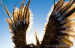 Feathers and Sun