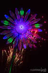 edc2013-179-7B7A0796.jpg