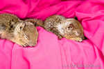 Baby Squirrel Rescue!