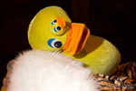 stuffed-035-7B7A5916.jpg